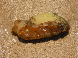 Image of banded sea hare