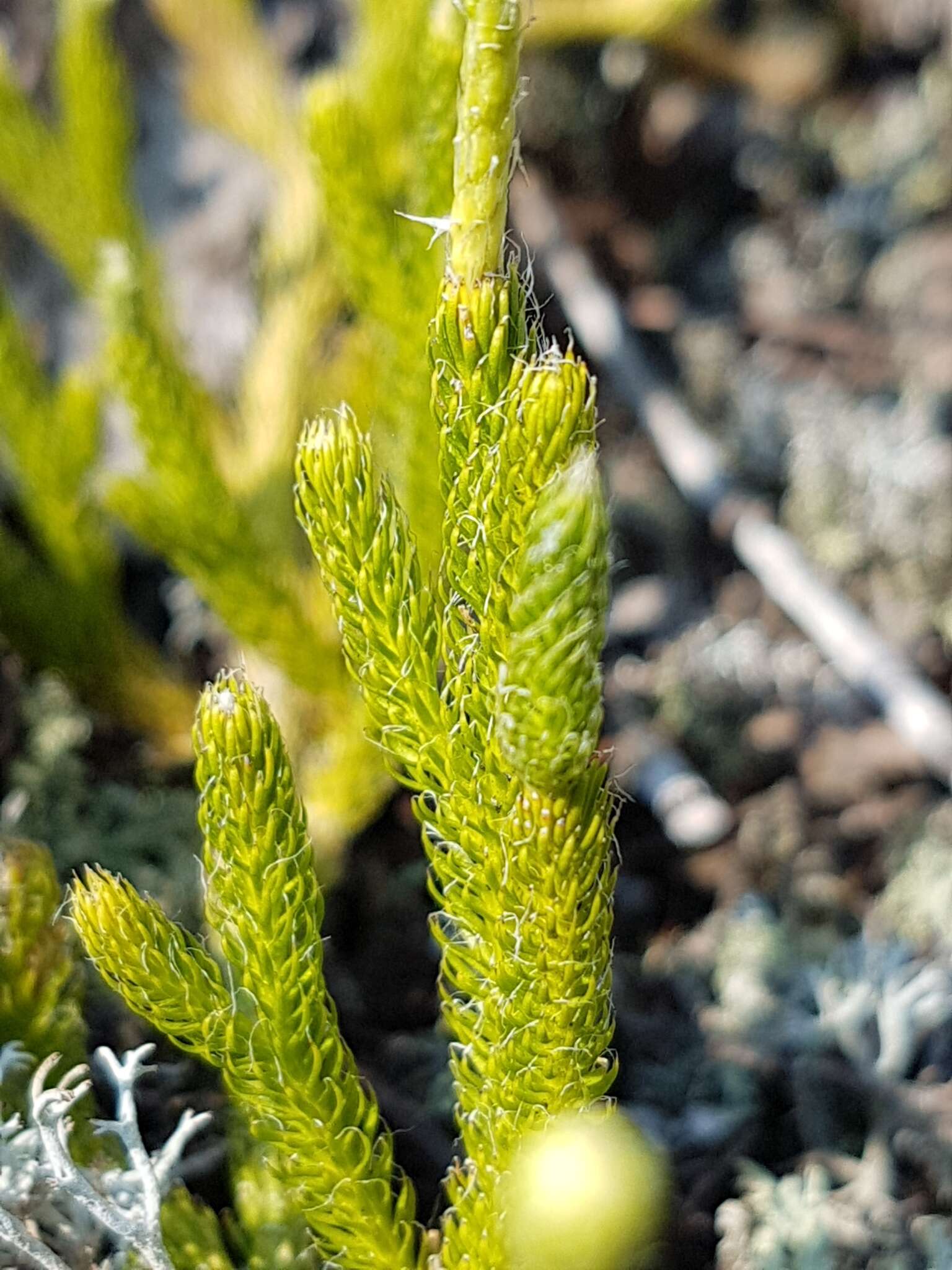 Image of one-cone clubmoss