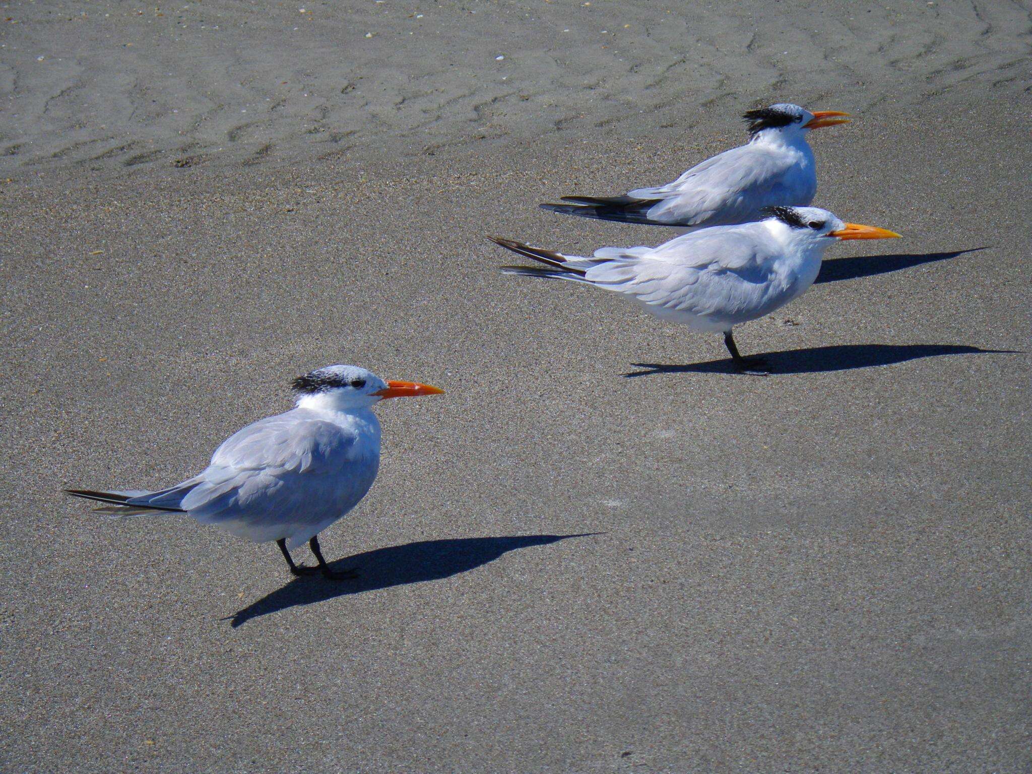 Image of Royal Tern