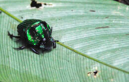 Image of Green Devil Beetle