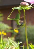 Image of speckled bush-cricket