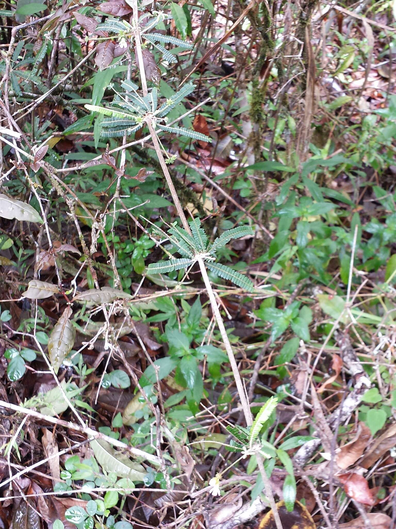 Imagem de Biophytum aeschynomenifolia Guillaumin