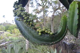 Image of Euphorbia abyssinica J. F. Gmel.