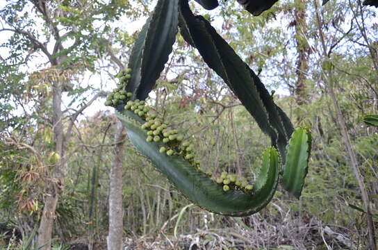 Image de Euphorbia abyssinica J. F. Gmel.