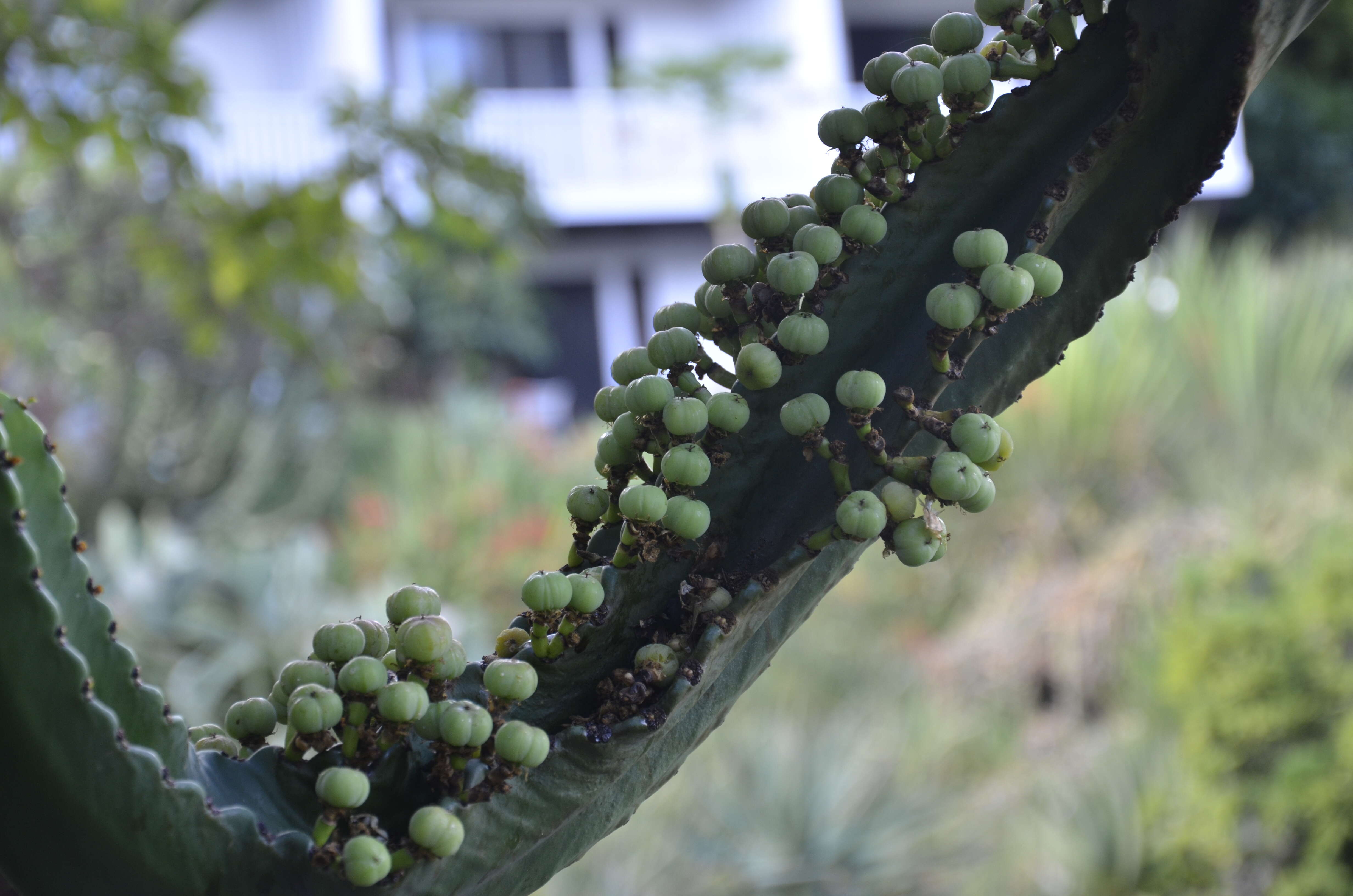 Image of Euphorbia abyssinica J. F. Gmel.