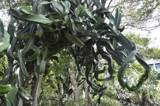 Image of Euphorbia abyssinica J. F. Gmel.