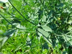 Image of Althaea × taurinensis