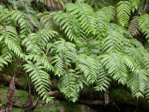 Image of rooting chainfern