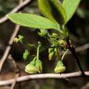 Imagem de Gaylussacia tomentosa (A. Gray) Small