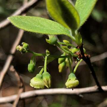 Image of Hairy-Twig Huckleberry