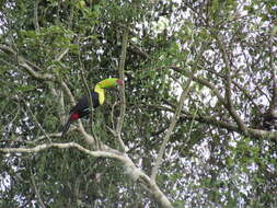 Image of Keel-billed Toucan