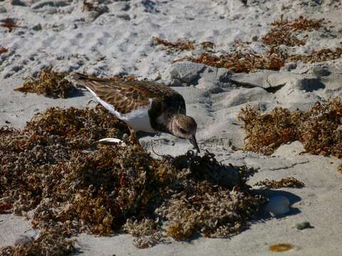 Image of Ruddy Turnstone