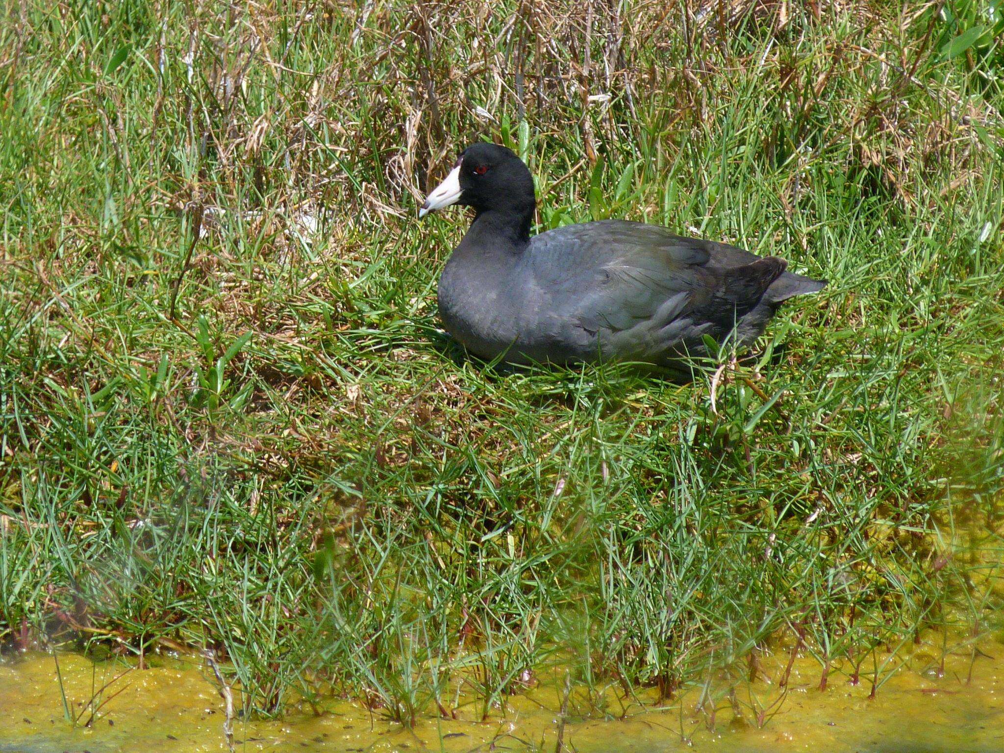 Image of Fulica Linnaeus 1758