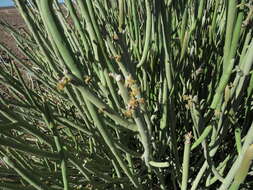 Image of Euphorbia gregaria Marloth