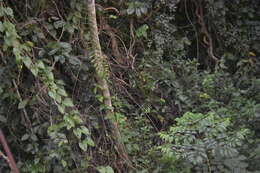 Image of Oroxylum