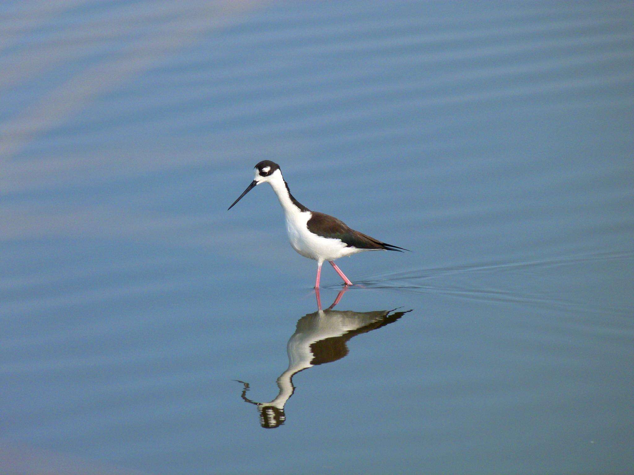 Image of Himantopus Brisson 1760