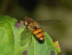 Image of Marmalade hoverfly