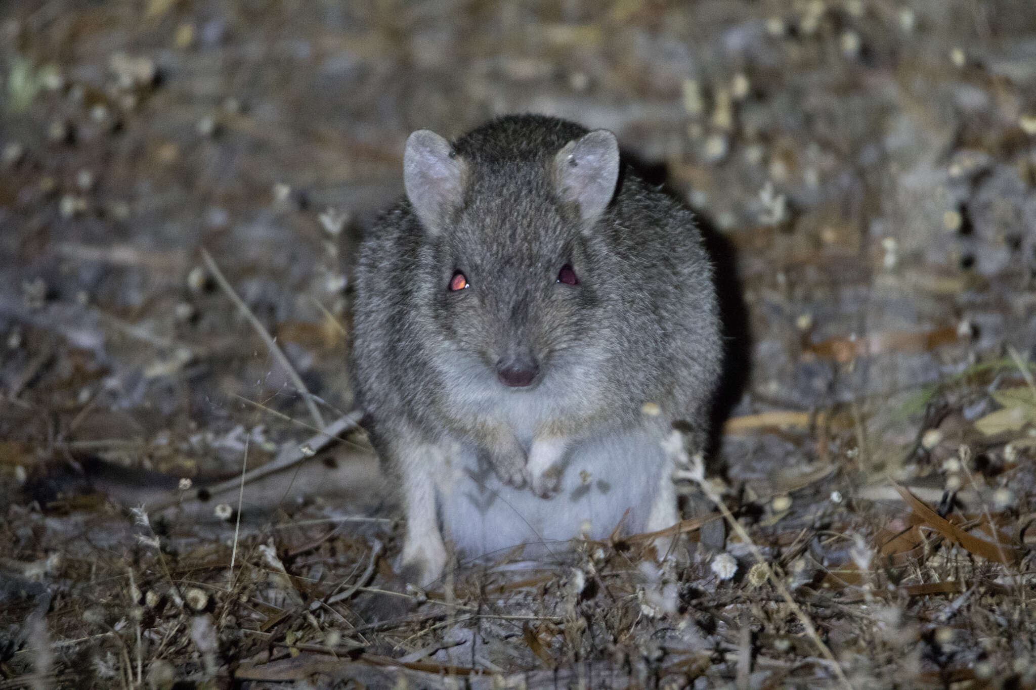 Image of Brush-tailed Bettong