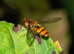 Image of Marmalade hoverfly