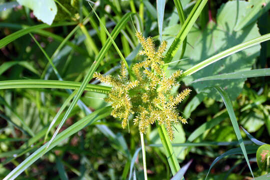 Imagem de Cyperus erythrorhizos Muhl.