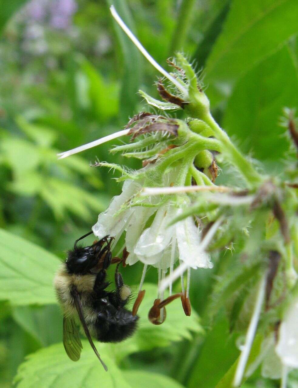 Image of eastern waterleaf