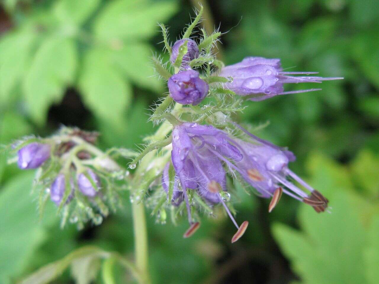 Image of eastern waterleaf