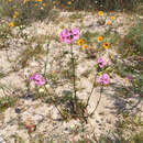 صورة Nemesia strumosa (Benth.) Benth.