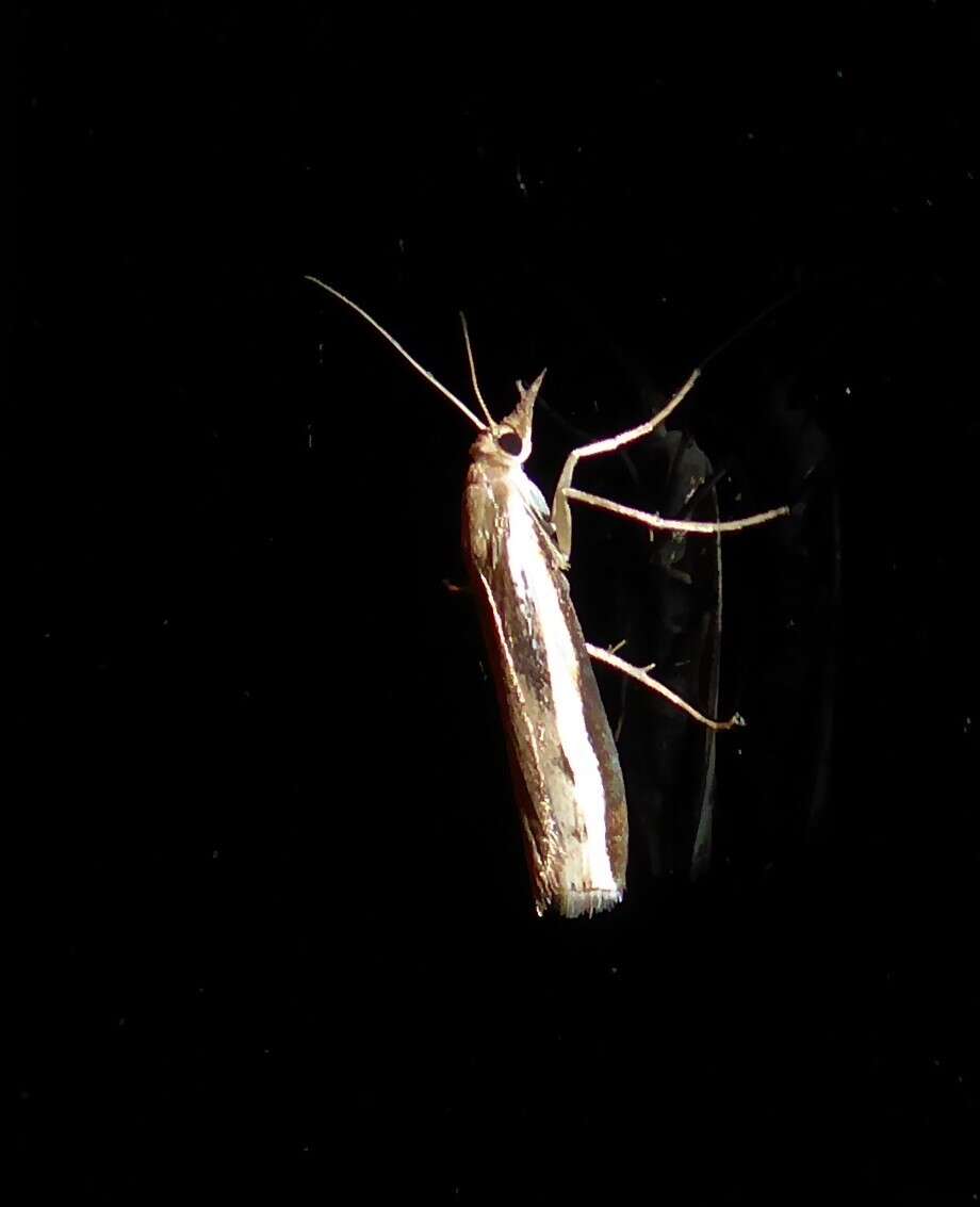 Image of common grass moth