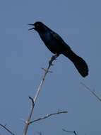 Image of Boat-tailed Grackle