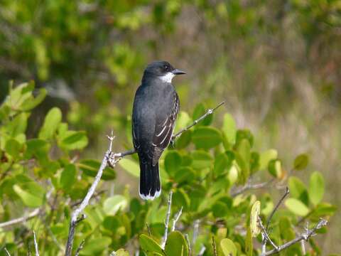 Image of Eastern Kingbird