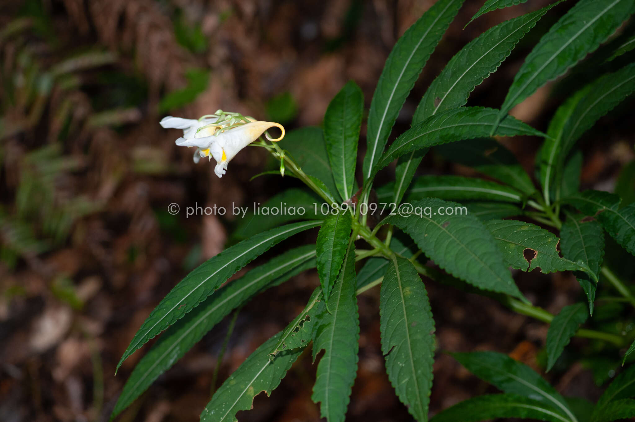 Image of Impatiens tubulosa Hemsl. ex Forb. & Hemsl.