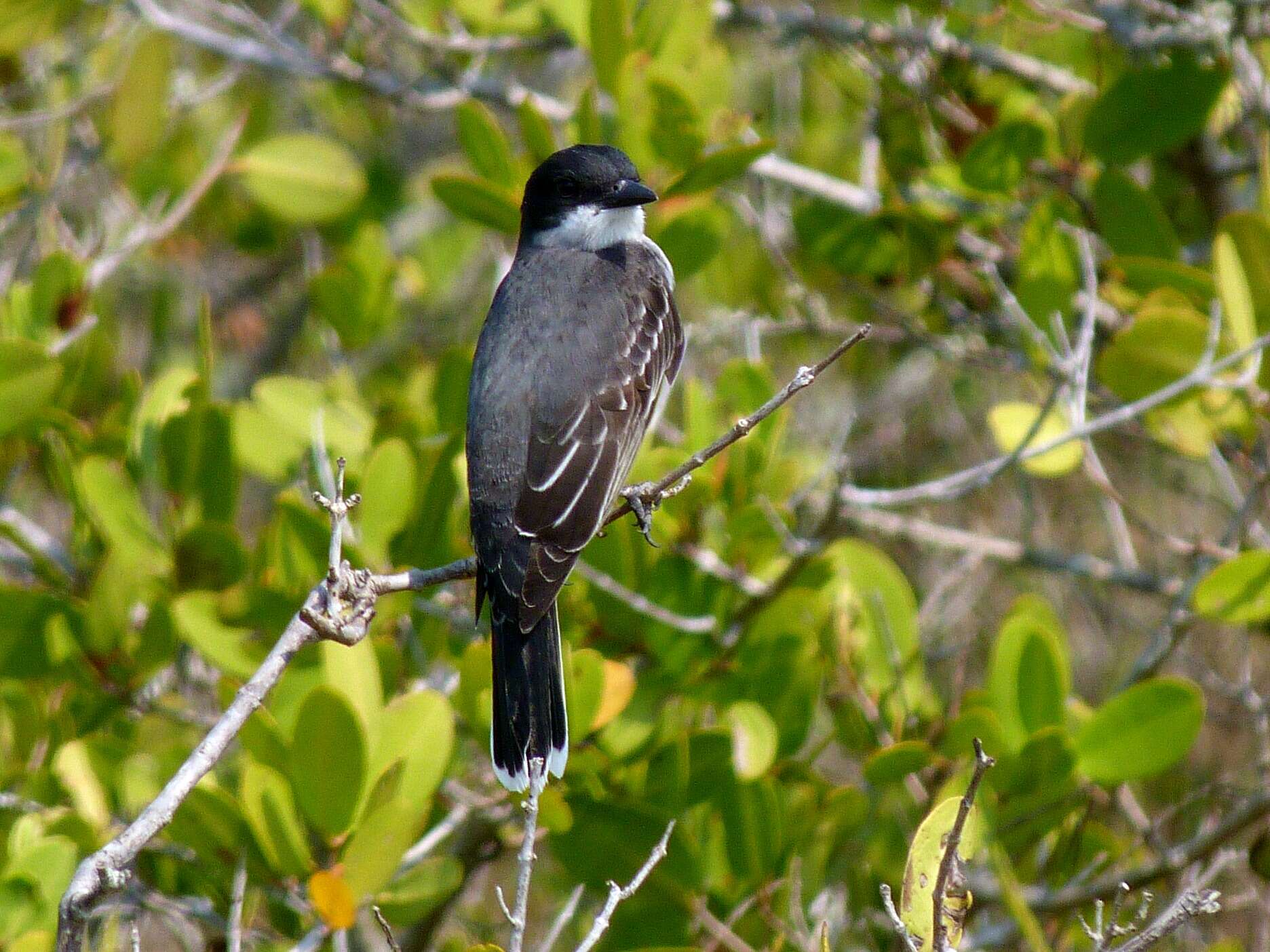 Image of Eastern Kingbird