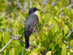 Image of Eastern Kingbird