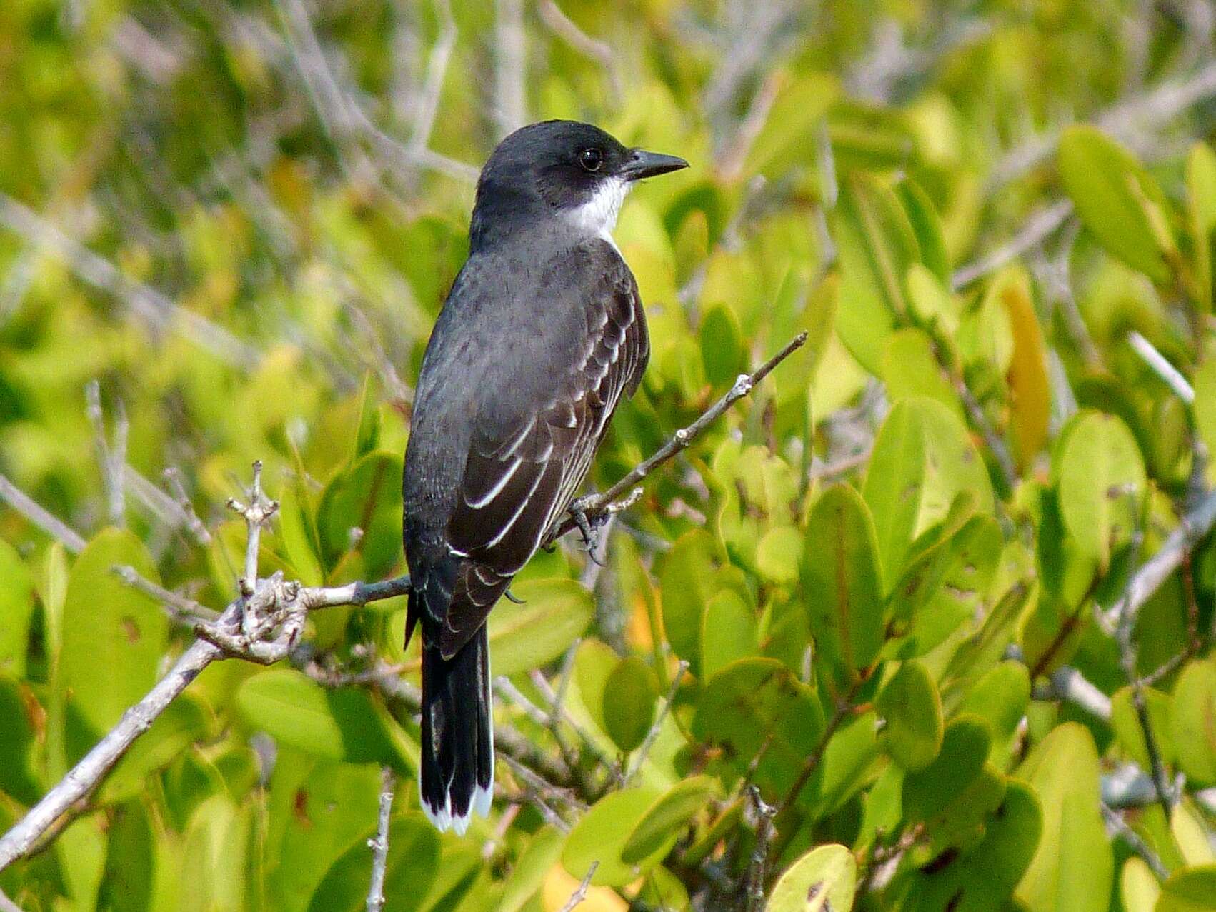 Image of Eastern Kingbird