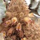 Image of Parish's broomrape