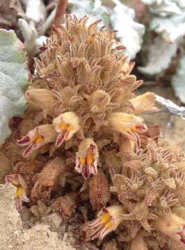 Image of Parish's broomrape