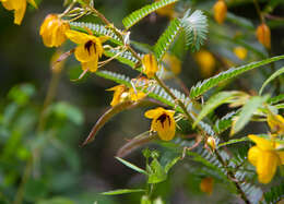 Sivun Chamaecrista glandulosa (L.) Greene kuva