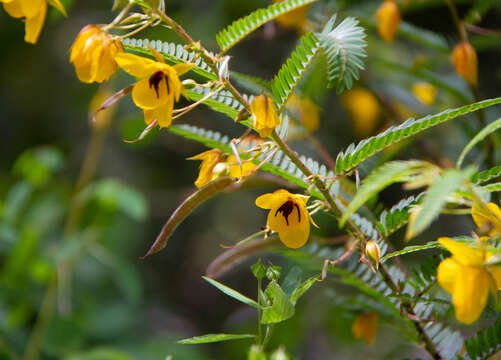 Chamaecrista glandulosa (L.) Greene的圖片