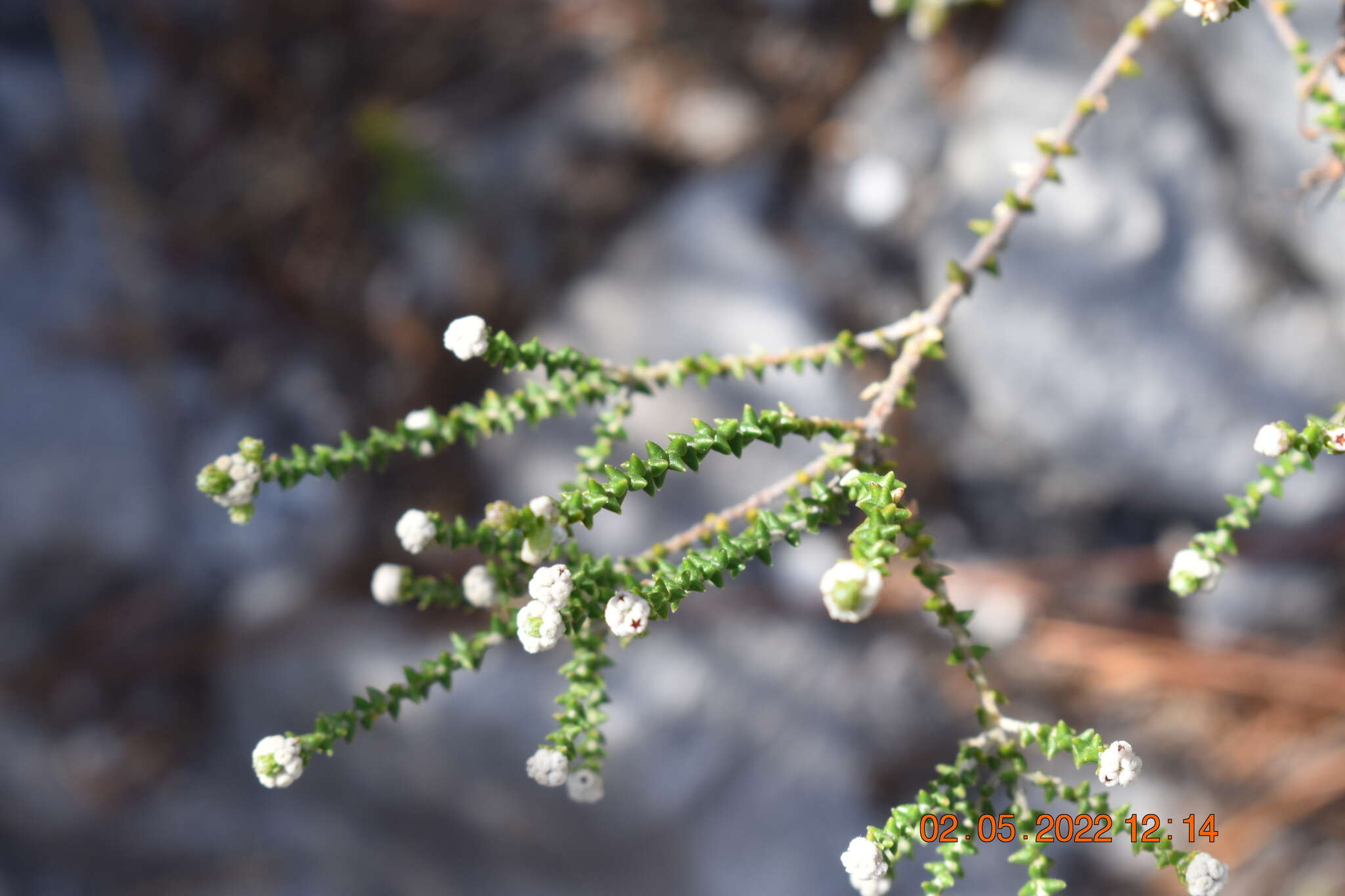 Image of Phylica humilis Sond.