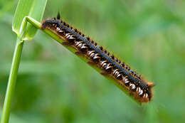 Слика од Euthrix potatoria Linnaeus 1758