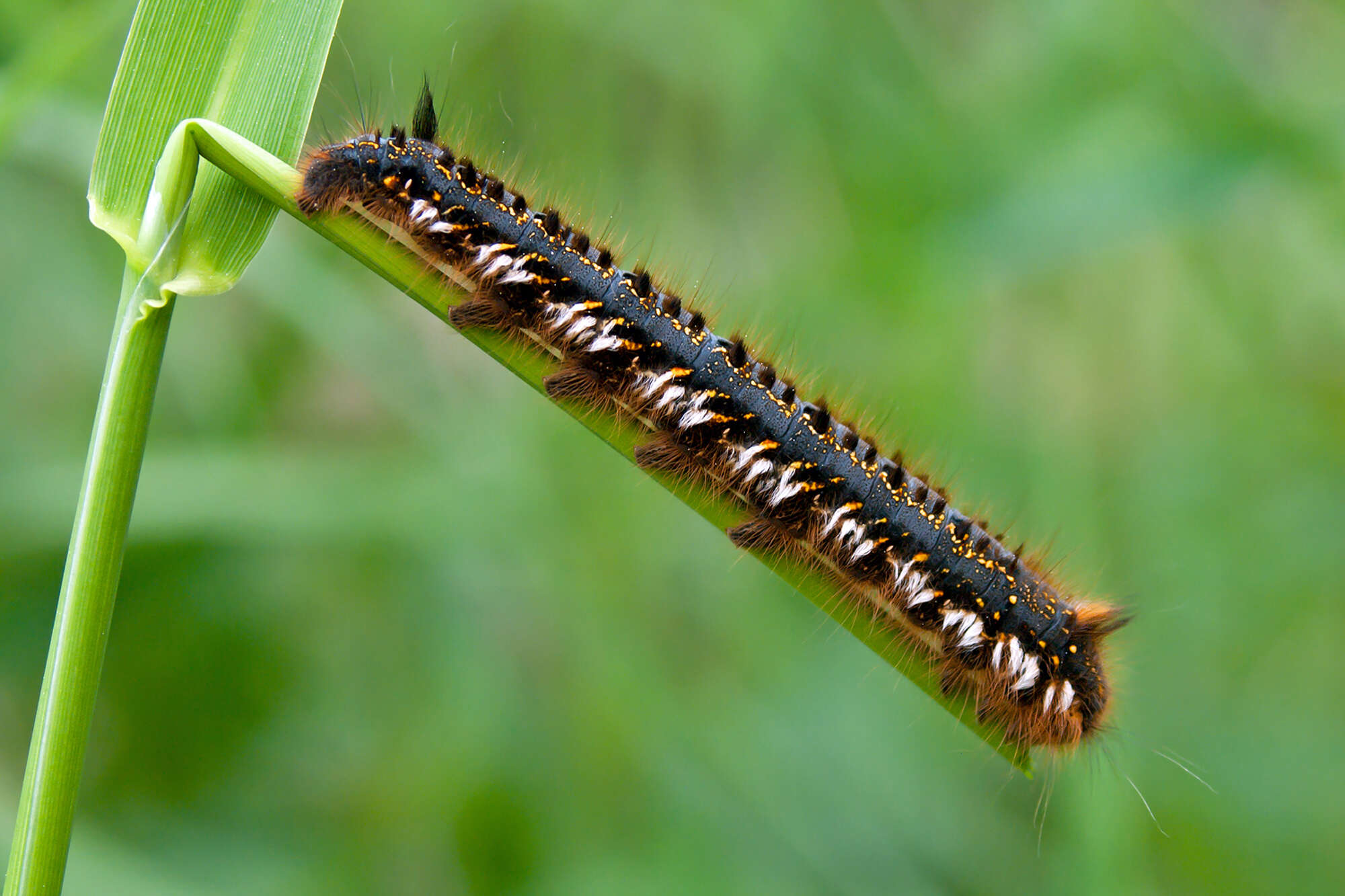 Слика од Euthrix potatoria Linnaeus 1758