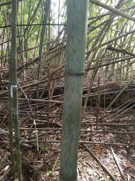 صورة Phyllostachys nigra var. henonis (Mitford) Rendle