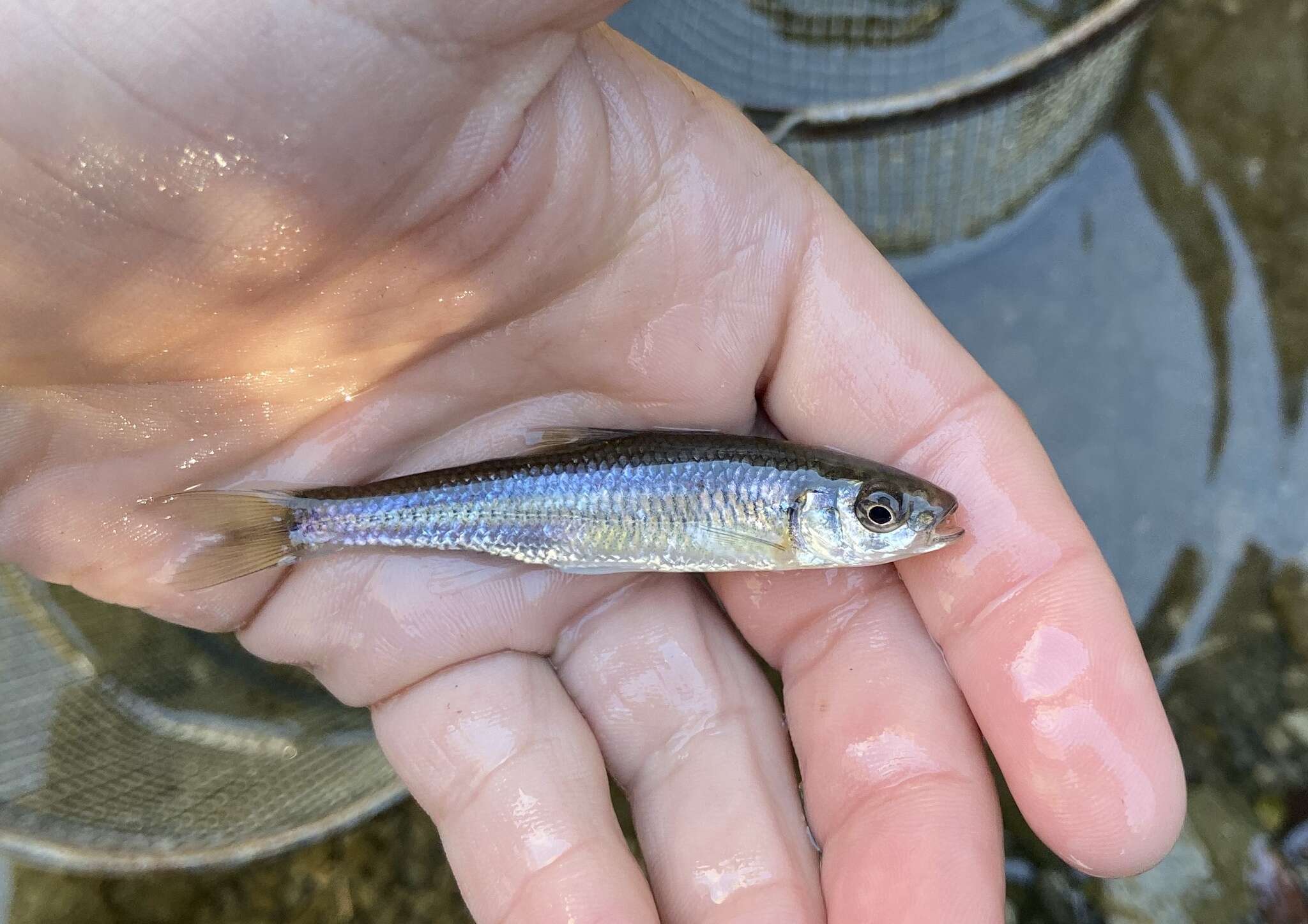 Image of White shiner