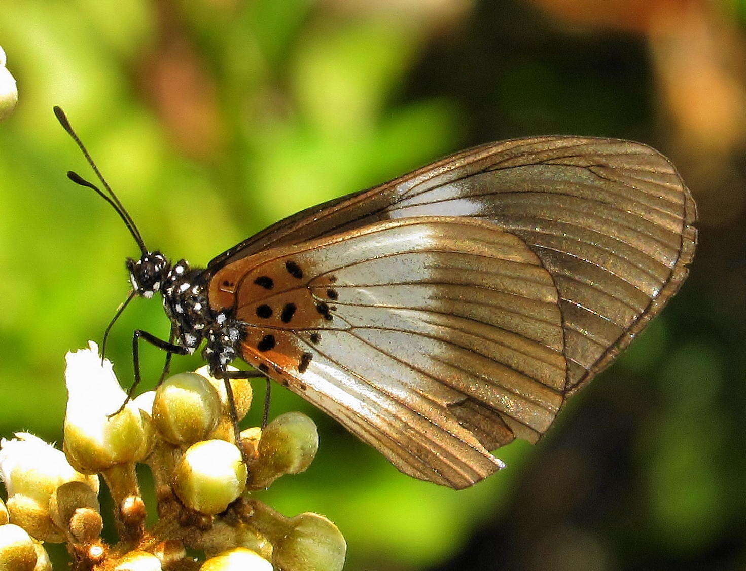 Image of Acraea aganice aganice