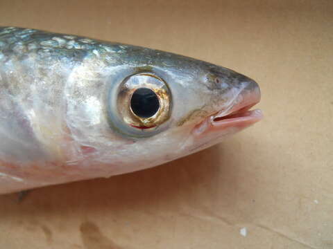 Image of Grey Mullet