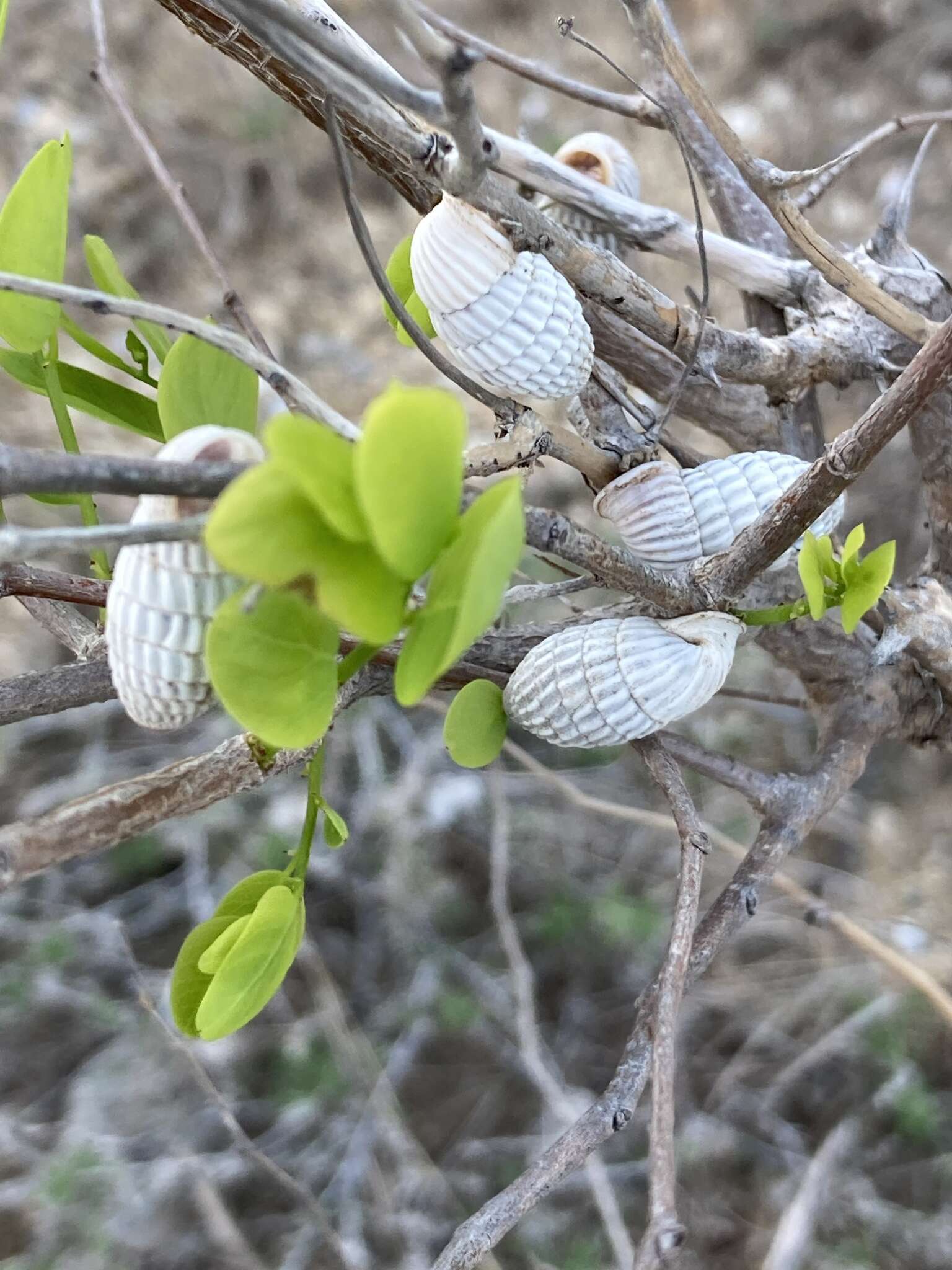 Cerion uva (Linnaeus 1758) resmi