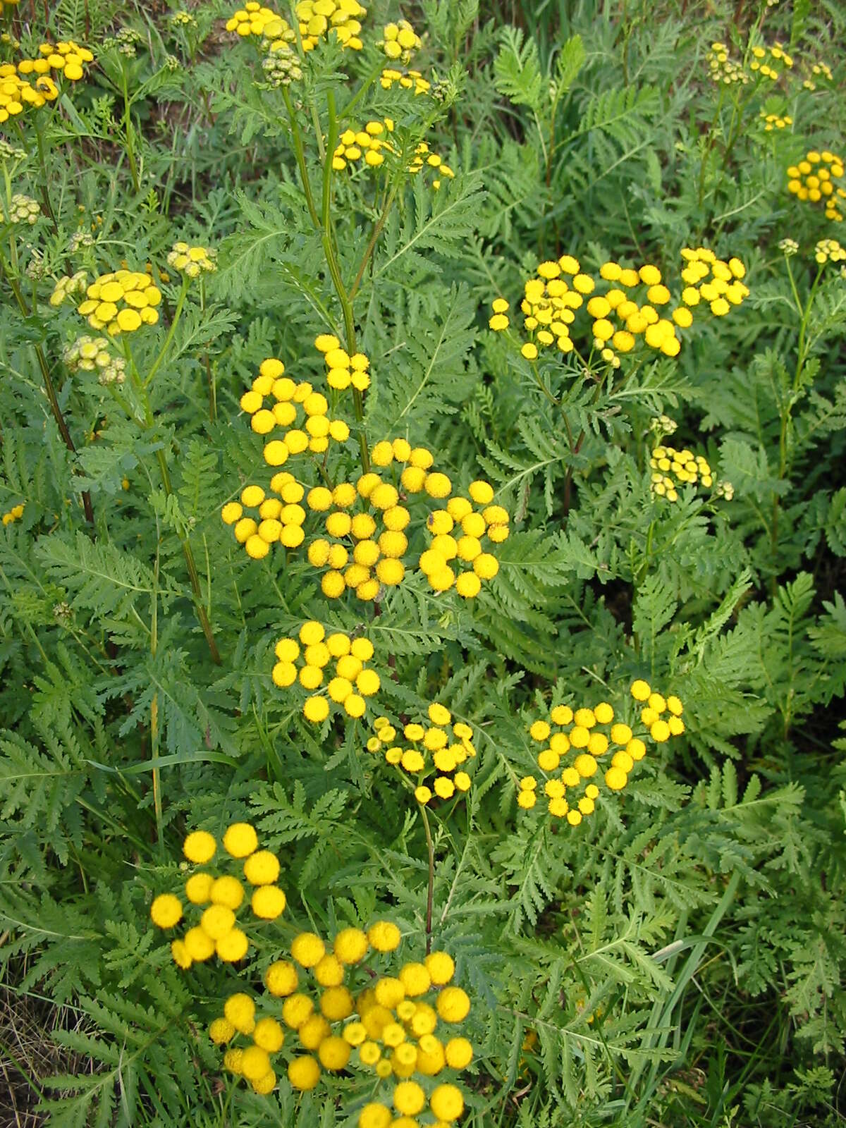 Image of common tansy