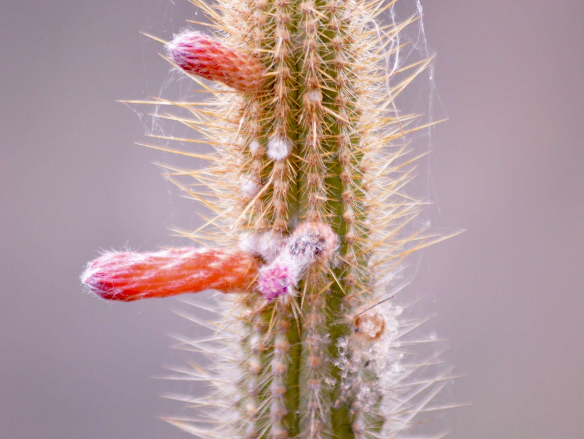 Image of Cleistocactus pungens F. Ritter