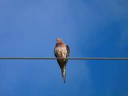 Image of American Mourning Dove