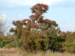 Imagem de Combretum erythrophyllum (Burch.) Sond.